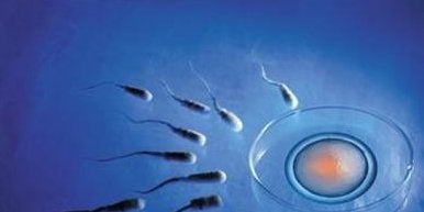 女性有染色体罗氏易位在瑞安市做试管养囊成功率高吗？试管移植后需要保胎吗！